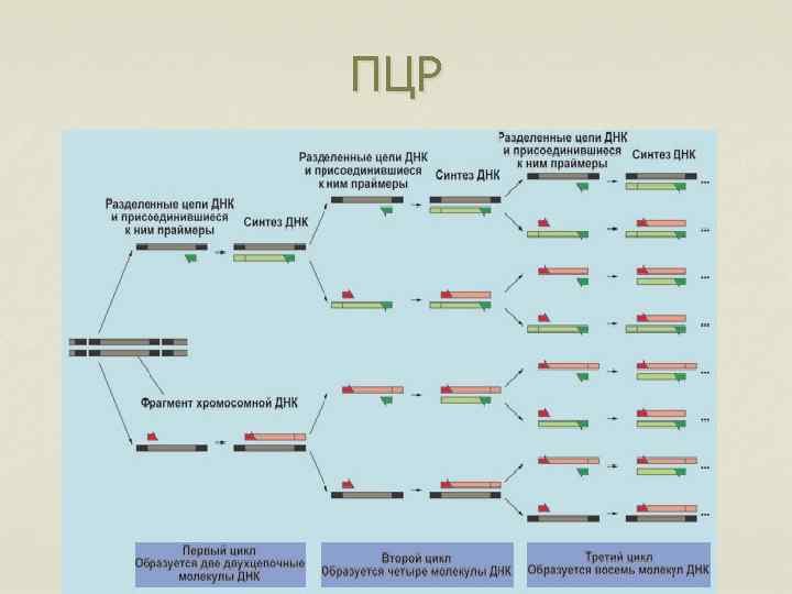 ПЦР 