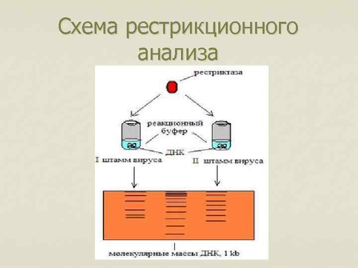 Схема рестрикционного анализа 