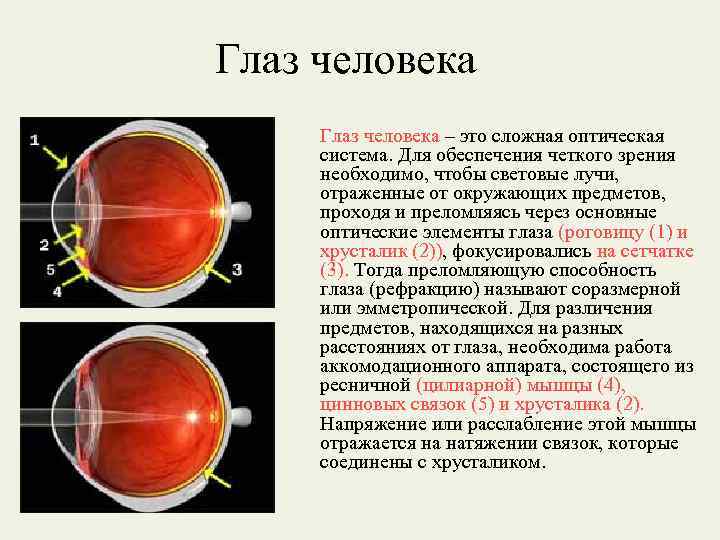 Презентация глаз как оптическая система 7 класс