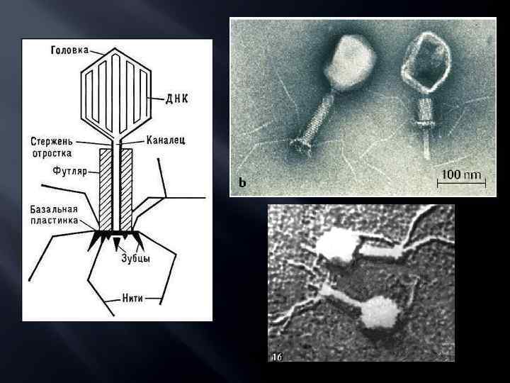 Наследственный аппарат бактериофага. Бактериофаги Myoviridae. Бактериофаг т5. Бактериофаг микроскопия. Строение бактериофага нуклеоид.