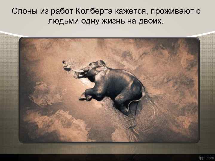 Слоны из работ Колберта кажется, проживают с людьми одну жизнь на двоих. 