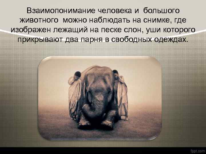 Взаимопонимание человека и большого животного можно наблюдать на снимке, где изображен лежащий на песке