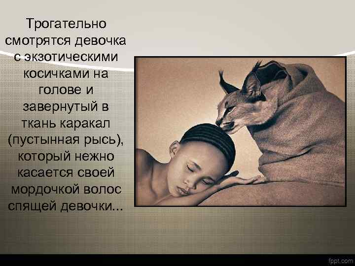 Трогательно смотрятся девочка с экзотическими косичками на голове и завернутый в ткань каракал (пустынная