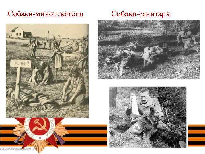 Собаки-миноискатели Собаки-санитары 