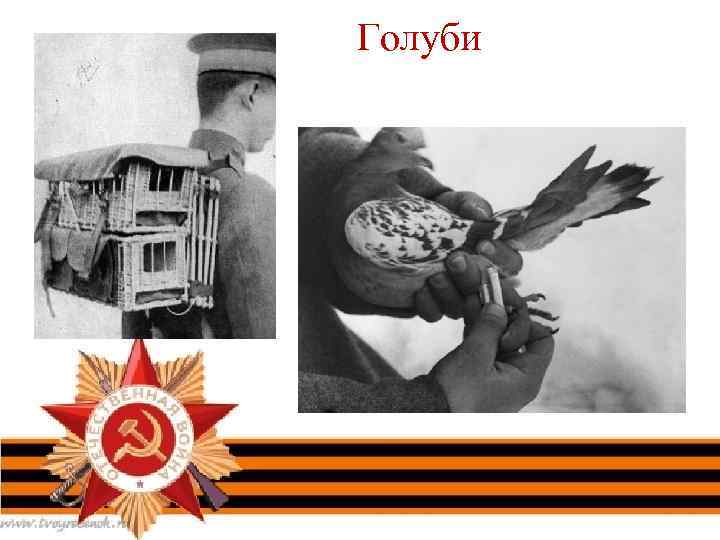 Голуби 