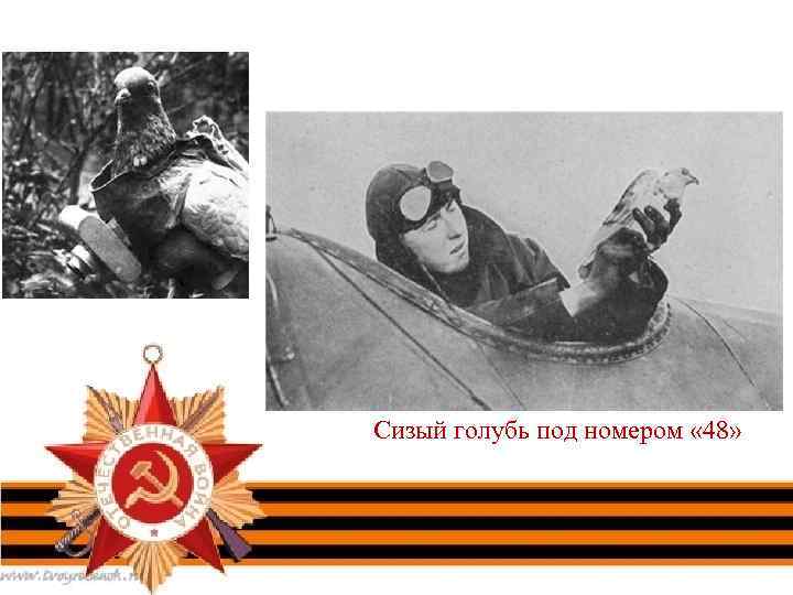 Сизый голубь под номером « 48» 