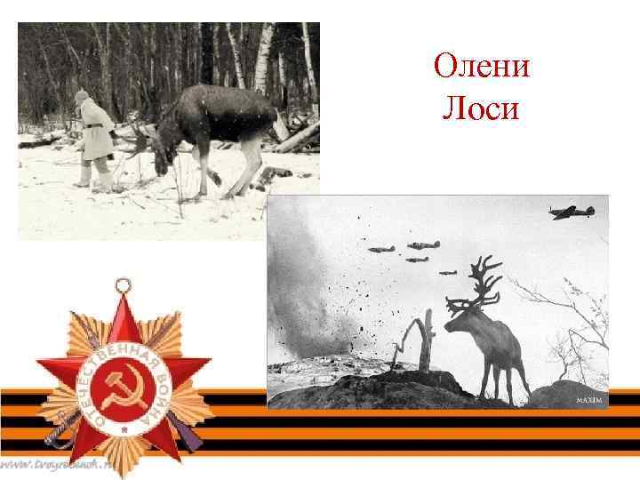 Олени Лоси 