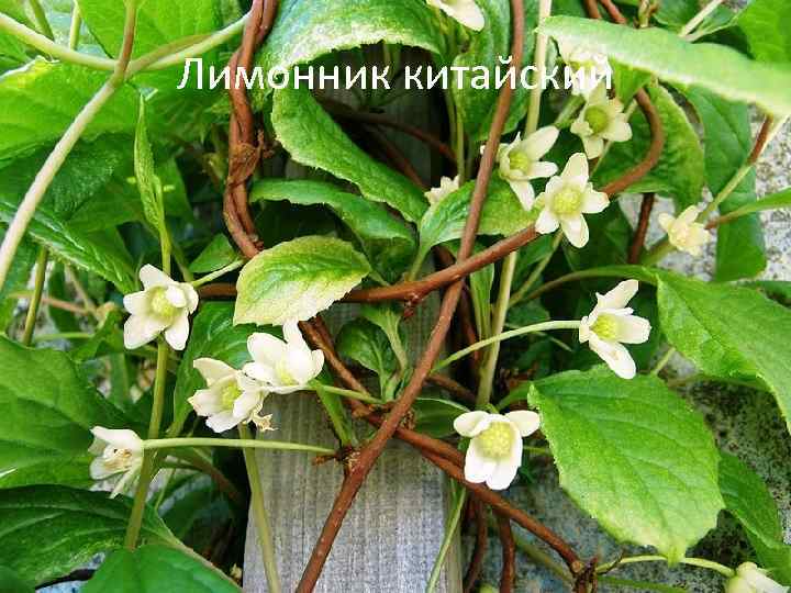 Лимонник китайский 