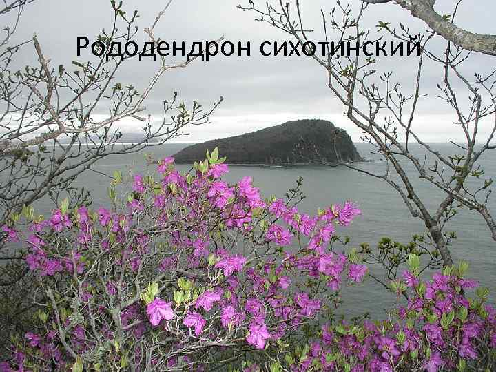 Рододендрон сихотинский 