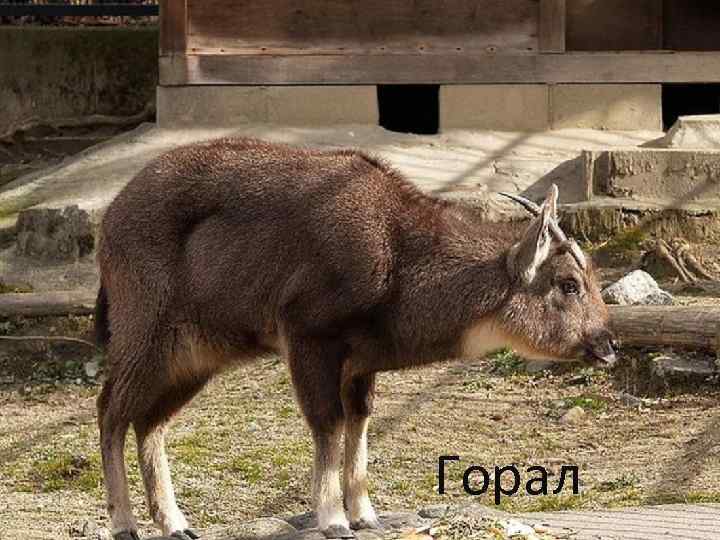 Горал 