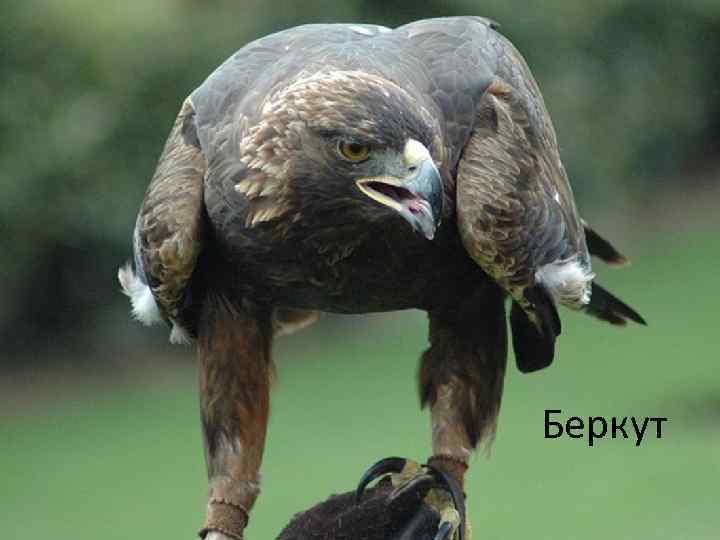 Беркут 