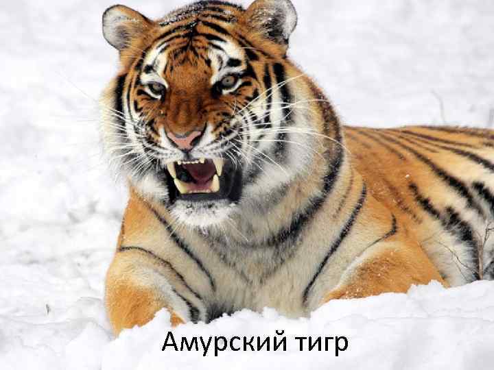 Амурский тигр 