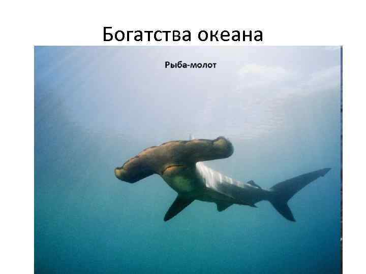 Богатства океана 