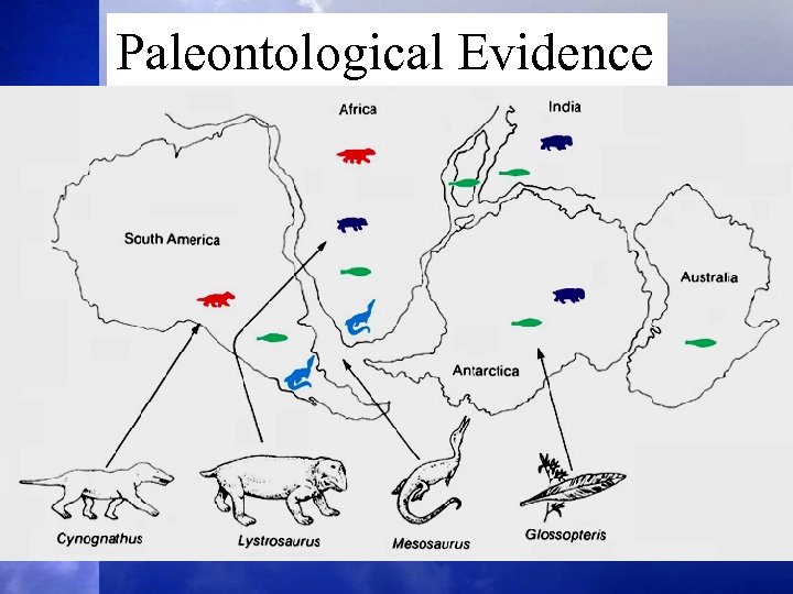 Paleontological Evidence 12 