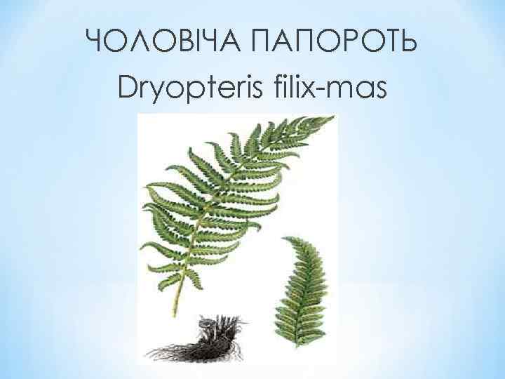 ЧОЛОВІЧА ПАПОРОТЬ Dryopteris filix-mas 