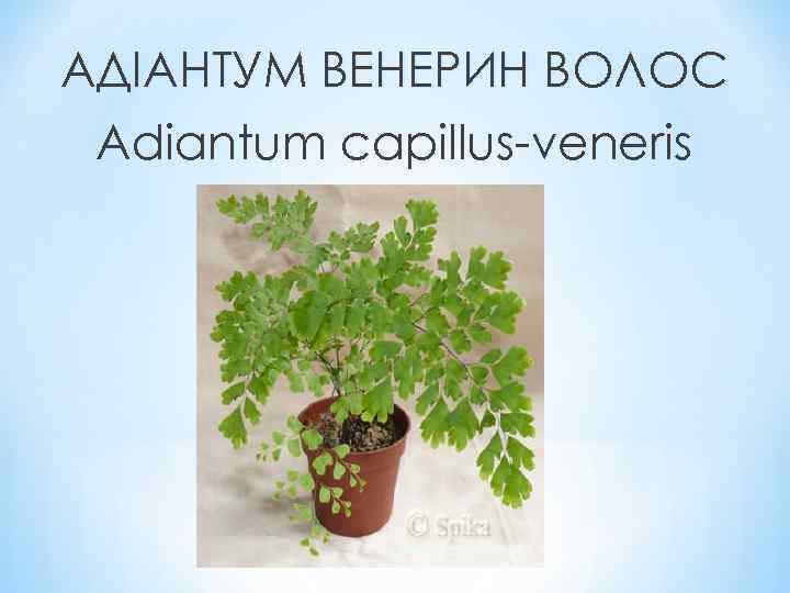 АДІАНТУМ ВЕНЕРИН ВОЛОС Adiantum capillus-veneris 