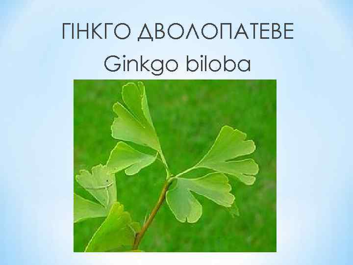 ГІНКГО ДВОЛОПАТЕВЕ Ginkgo biloba 