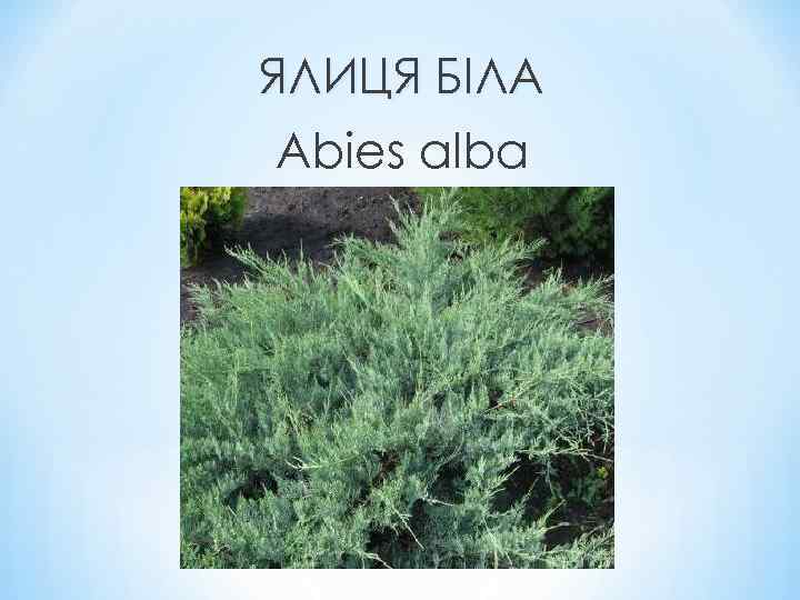 ЯЛИЦЯ БІЛА Abies alba 