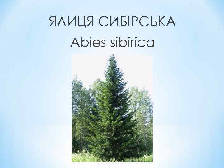 ЯЛИЦЯ СИБІРСЬКА Abies sibirica 