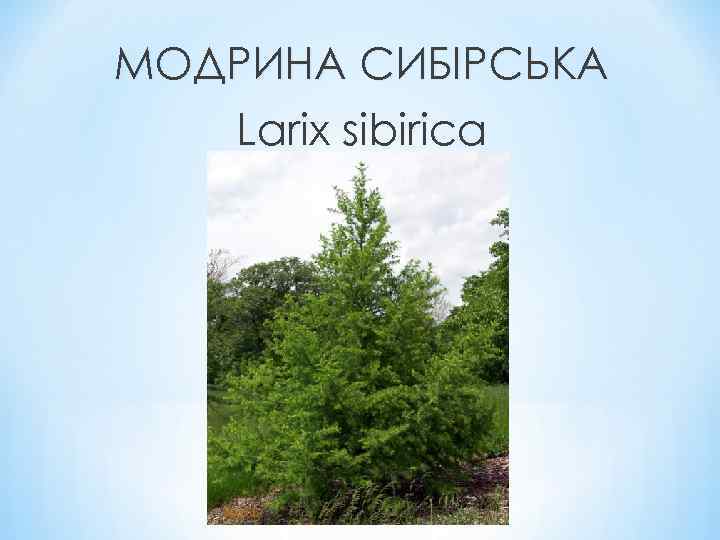 МОДРИНА СИБІРСЬКА Larix sibirica 