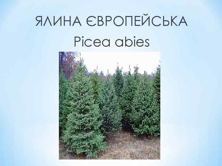 ЯЛИНА ЄВРОПЕЙСЬКА Picea abies 