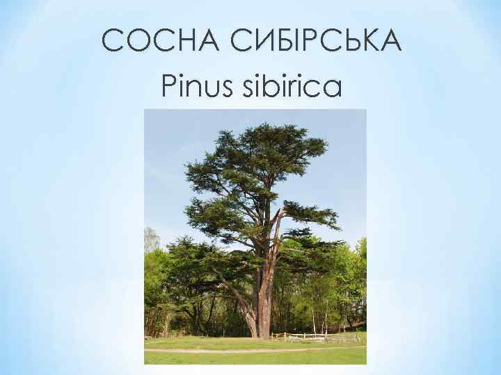 СОСНА СИБІРСЬКА Pinus sibirica 