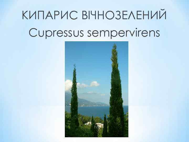 КИПАРИС ВІЧНОЗЕЛЕНИЙ Cupressus sempervirens 
