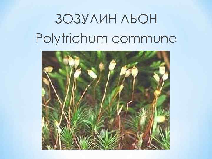 ЗОЗУЛИН ЛЬОН Polytrichum commune 