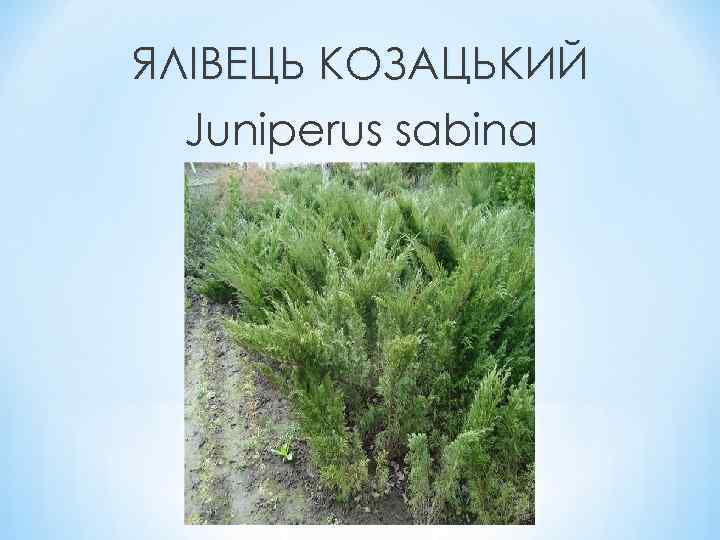 ЯЛІВЕЦЬ КОЗАЦЬКИЙ Juniperus sabina 