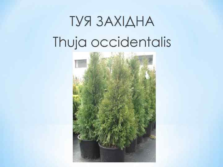 ТУЯ ЗАХІДНА Thuja occidentalis 