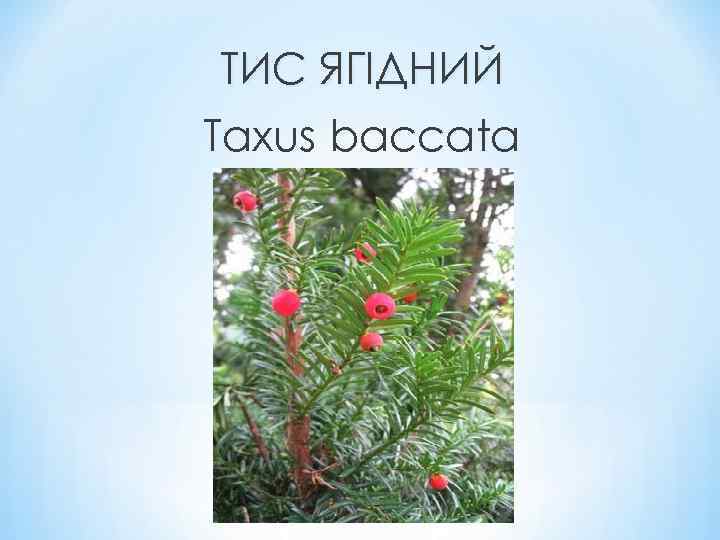 ТИС ЯГІДНИЙ Taxus baccata 