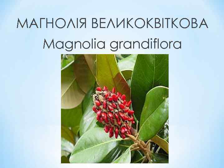 МАГНОЛІЯ ВЕЛИКОКВІТКОВА Magnolia grandiflora 
