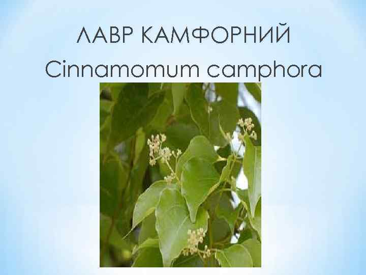 ЛАВР КАМФОРНИЙ Cinnamomum camphora 