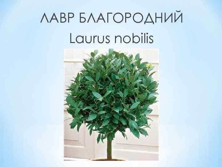 ЛАВР БЛАГОРОДНИЙ Laurus nobilis 