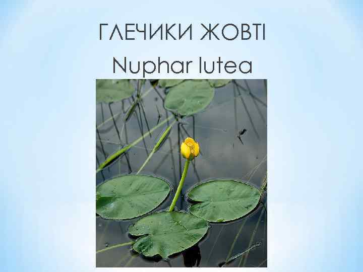 ГЛЕЧИКИ ЖОВТІ Nuphar lutea 