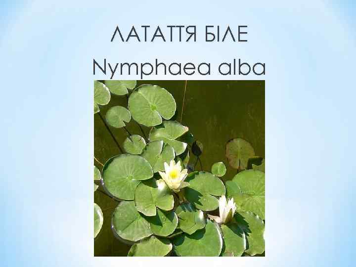 ЛАТАТТЯ БІЛЕ Nymphaea alba 