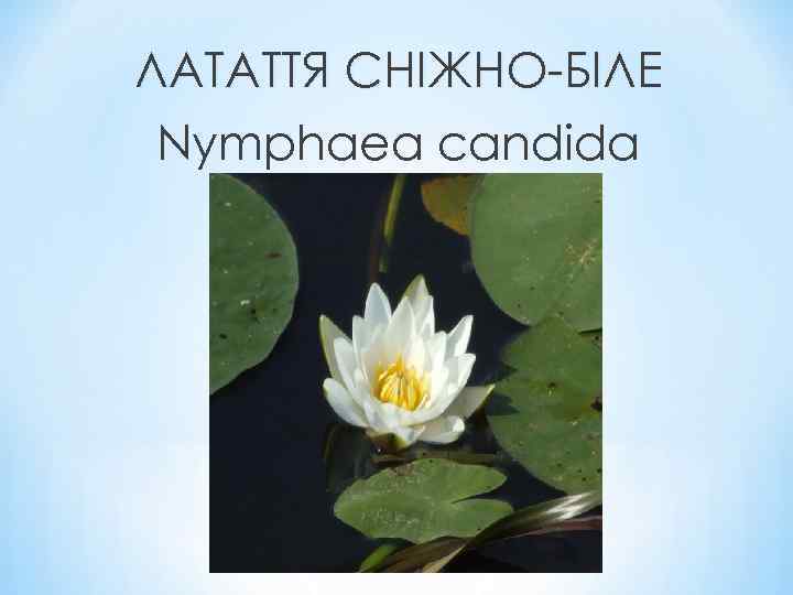 ЛАТАТТЯ СНІЖНО-БІЛЕ Nymphaea candida 
