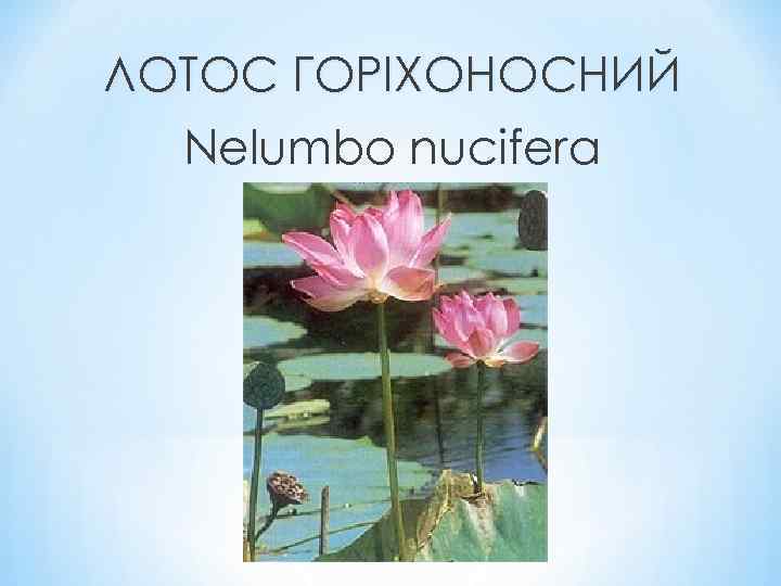 ЛОТОС ГОРІХОНОСНИЙ Nelumbo nucifera 