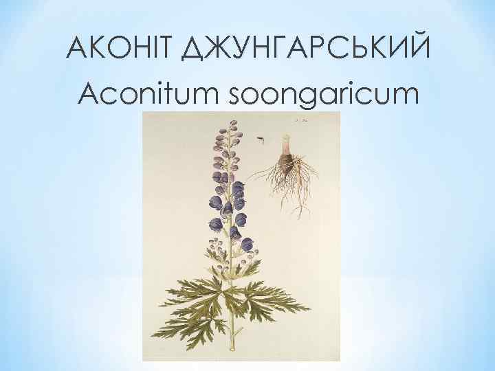 АКОНІТ ДЖУНГАРСЬКИЙ Aconitum soongaricum 
