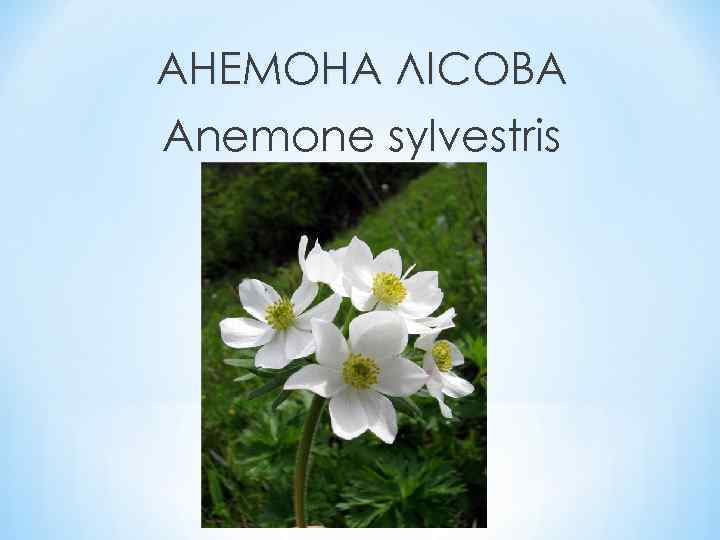 АНЕМОНА ЛІСОВА Anemone sylvestris 
