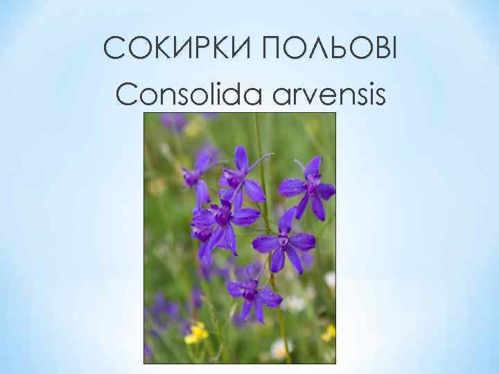 СОКИРКИ ПОЛЬОВІ Consolida arvensis 