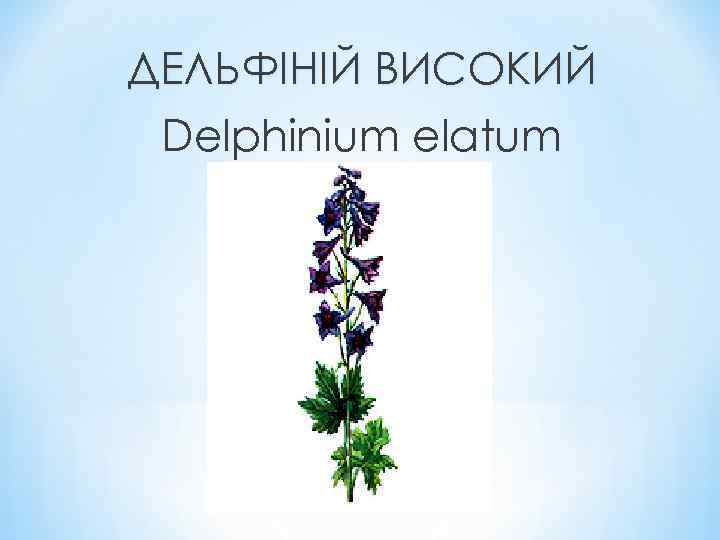 ДЕЛЬФІНІЙ ВИСОКИЙ Delphinium elatum 