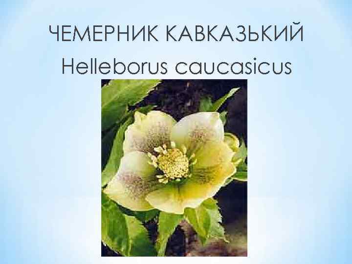 ЧЕМЕРНИК КАВКАЗЬКИЙ Helleborus caucasicus 