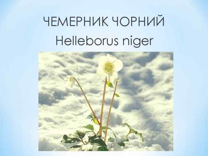 ЧЕМЕРНИК ЧОРНИЙ Helleborus niger 