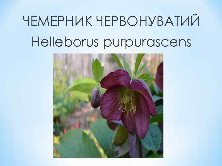 ЧЕМЕРНИК ЧЕРВОНУВАТИЙ Helleborus purpurascens 