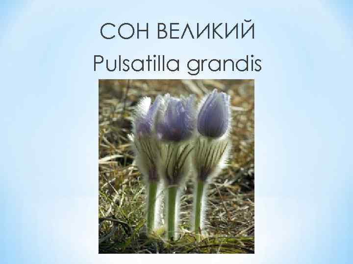 СОН ВЕЛИКИЙ Pulsatilla grandis 