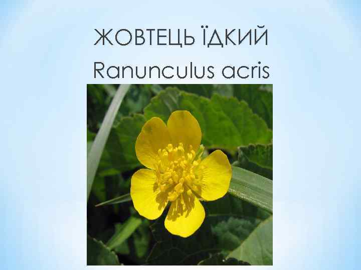 ЖОВТЕЦЬ ЇДКИЙ Ranunculus acris 