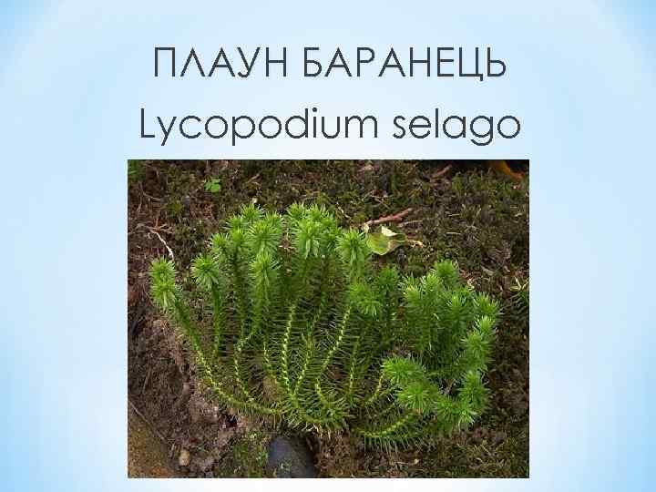 ПЛАУН БАРАНЕЦЬ Lycopodium selago 