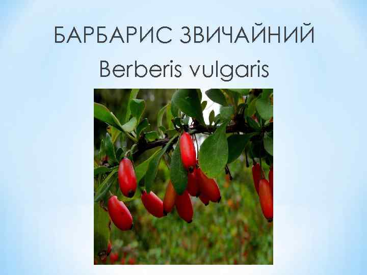 БАРБАРИС ЗВИЧАЙНИЙ Berberis vulgaris 