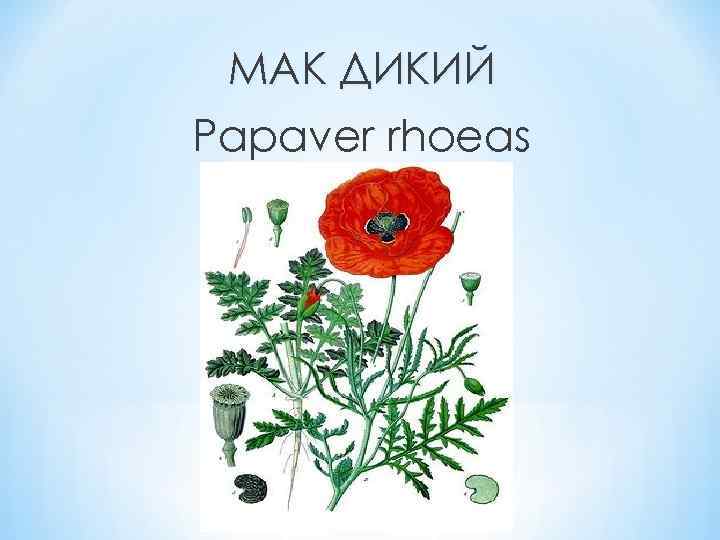 МАК ДИКИЙ Papaver rhoeas 